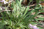 Sticky catchfly